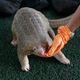 A customs official displays one of the 136 illegal pangolins seized, during a press conference at the Customs Department headquarters in Bangkok, Thailand, in 2017.